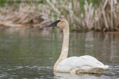 Trumpeter Swan