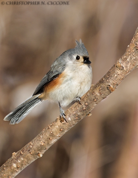 Tufted Titmouse