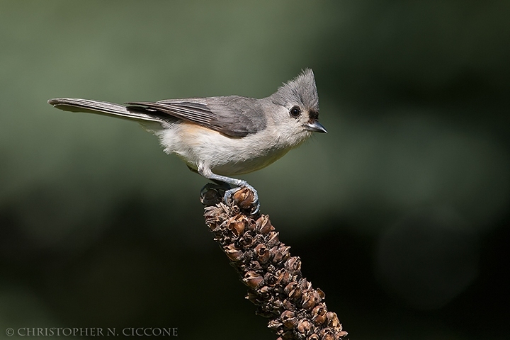 Tufted Titmouse