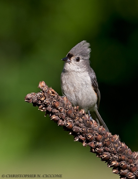 Tufted Titmouse