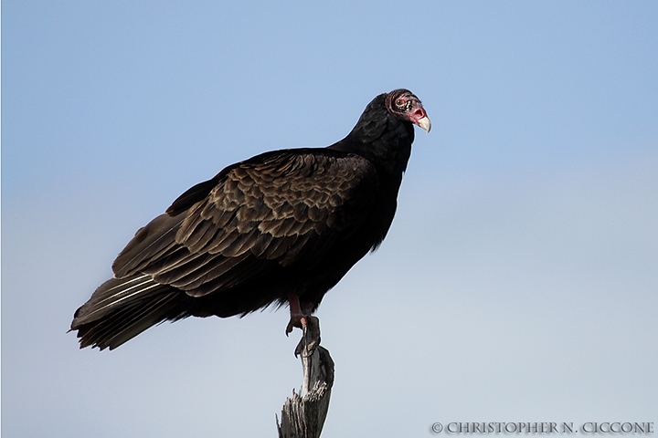 Turkey Vulture