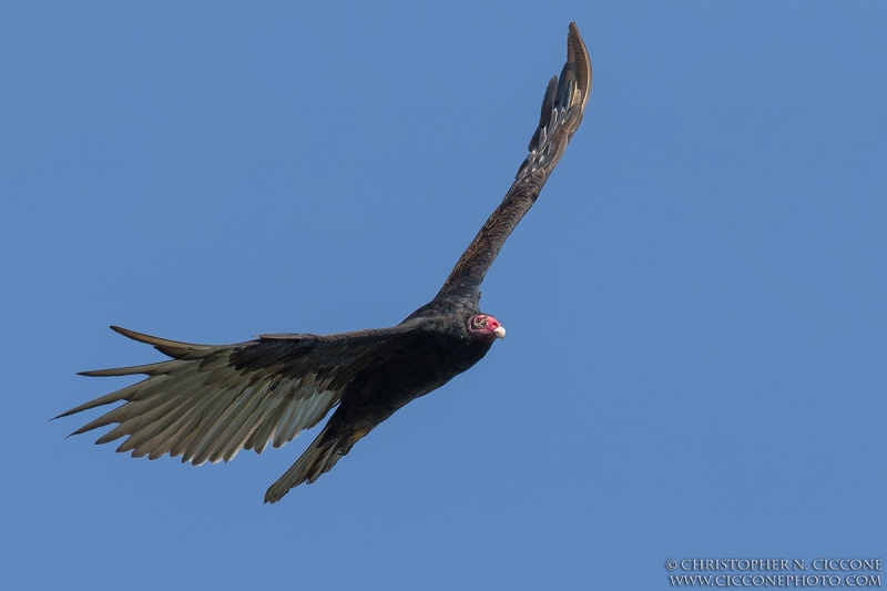 Turkey Vulture