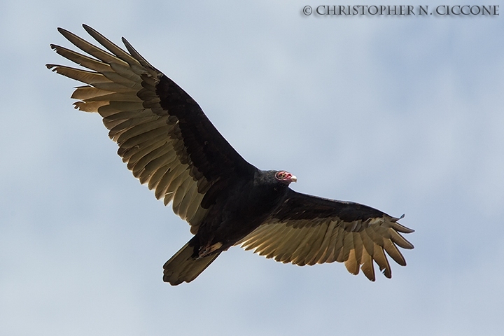 Turkey Vulture