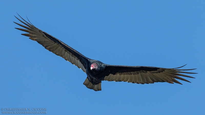 Turkey Vulture