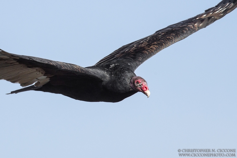 Turkey Vulture