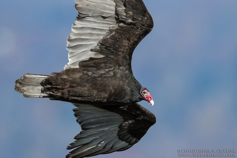 Turkey Vulture