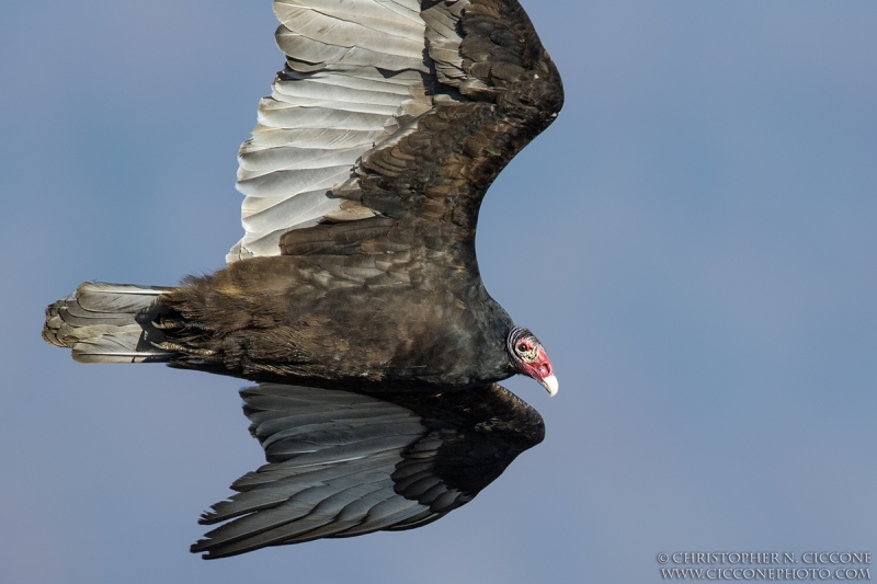 Turkey Vulture