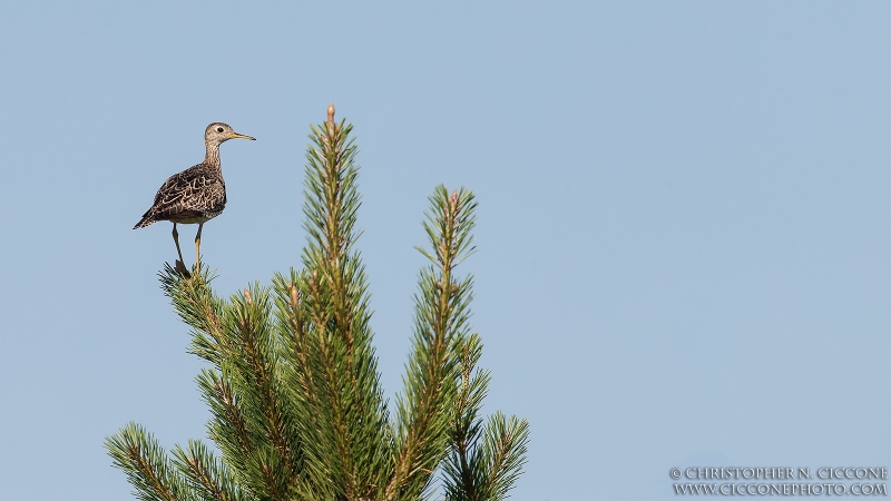 Upland Sandpiper