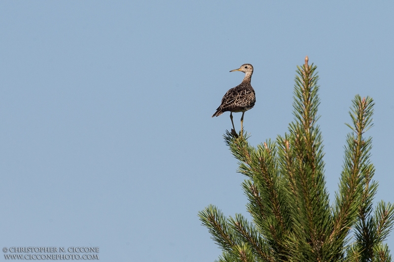 Upland Sandpiper