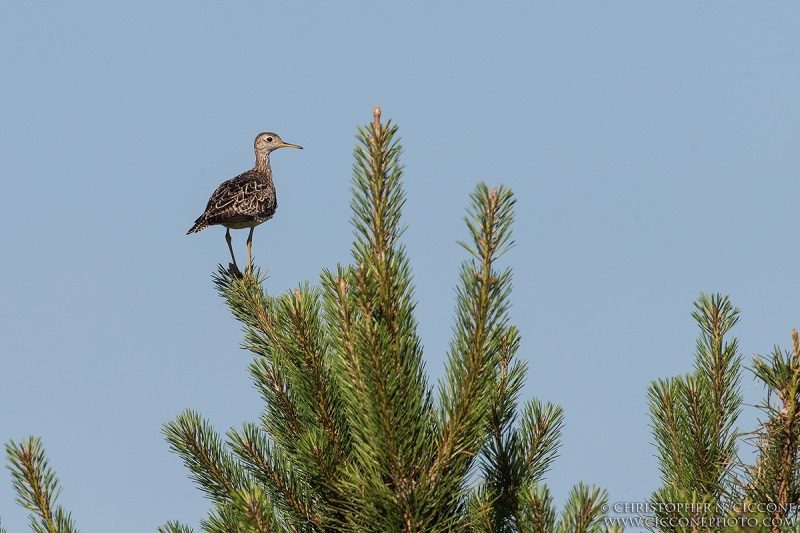 Upland Sandpiper