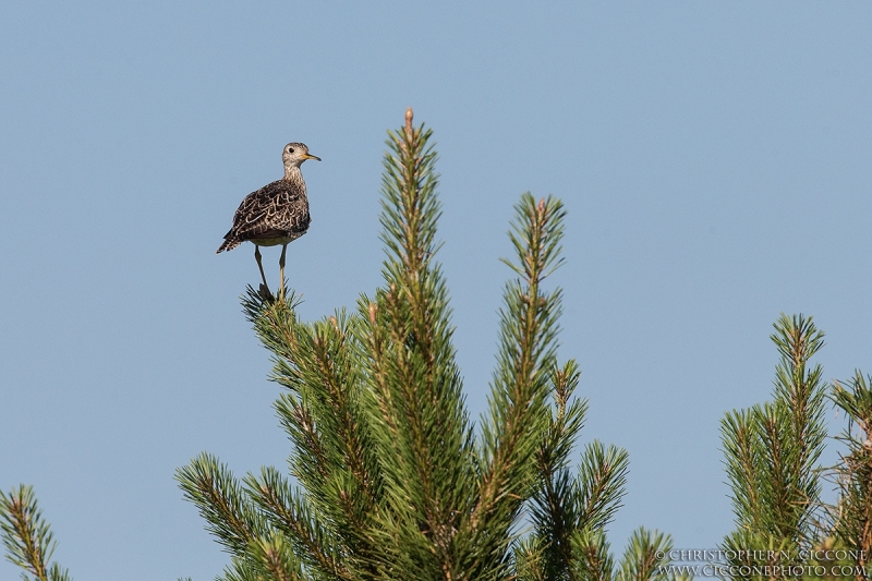 Upland Sandpiper