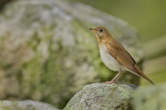 Veery