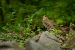 Veery