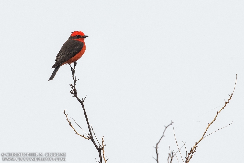 Vermilion Flycatcher