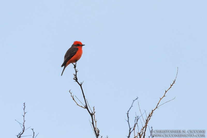 Vermilion Flycatcher