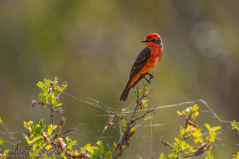 Vermilion Flycatcher