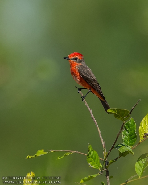 Vermilion Flycatcher