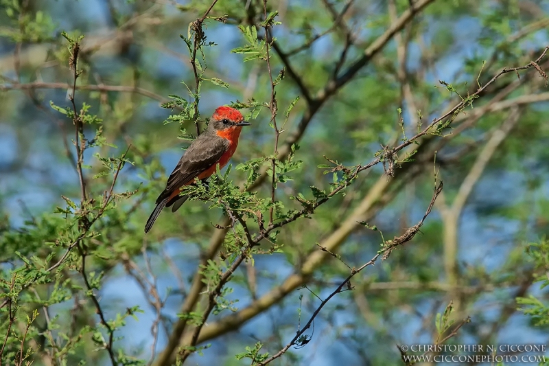 Vermilion Flycatcher