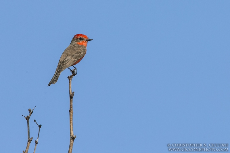 Vermilion Flycatcher