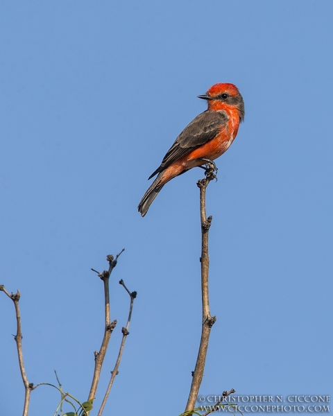 Vermilion Flycatcher