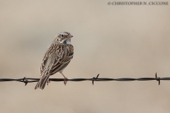 Vesper Sparrow