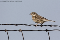 Vesper Sparrow