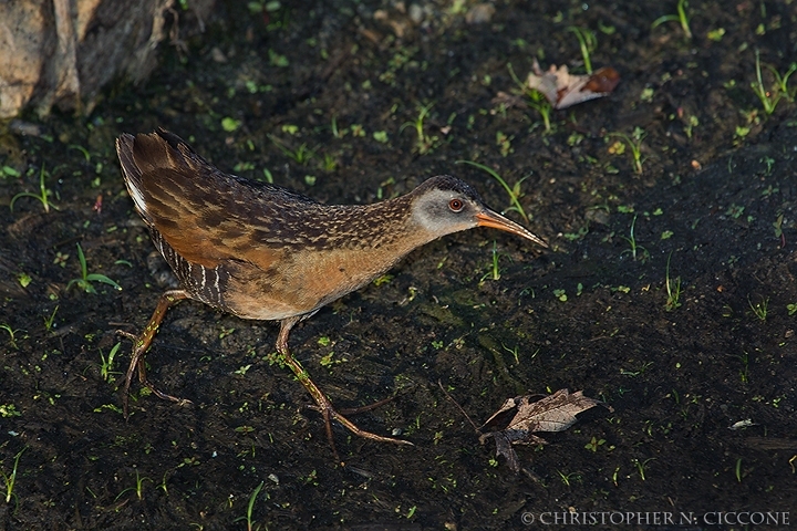 Virginia Rail