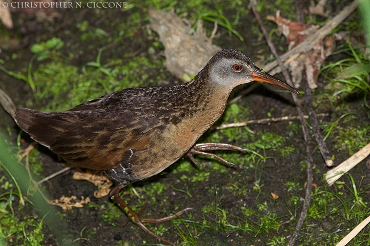 Virginia Rail