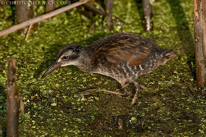 Virginia Rail