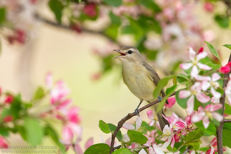 Warbling Vireo