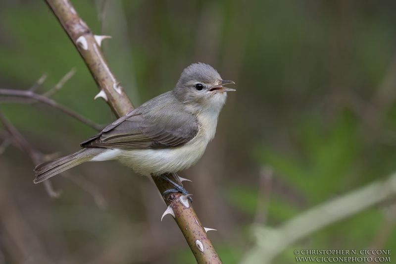 Warbling Vireo