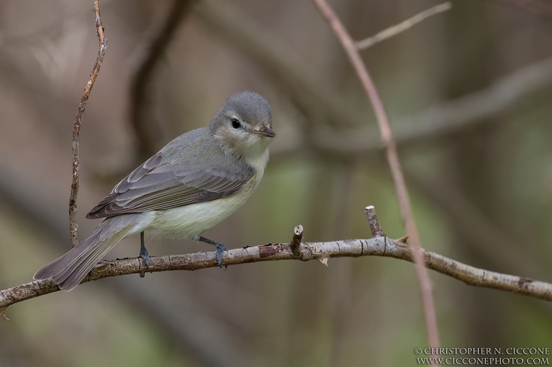 Warbling Vireo