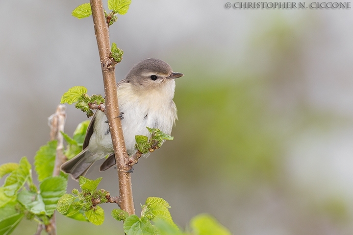 Warbling Vireo