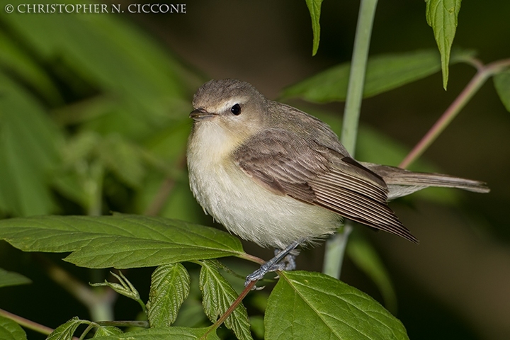 Warbling Vireo