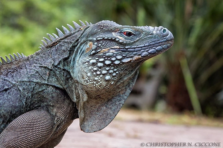 Blue Iguana