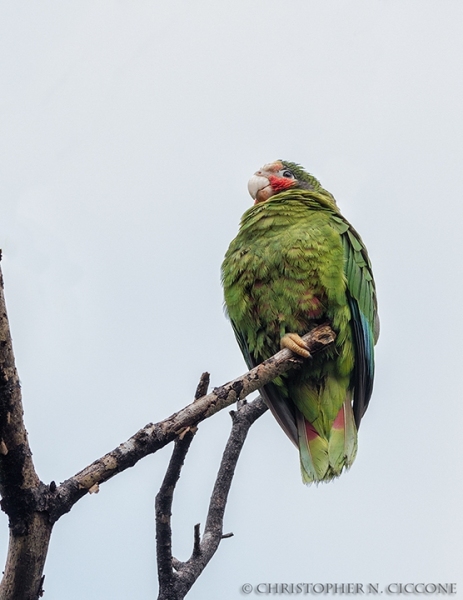 Grand Cayman Parrot