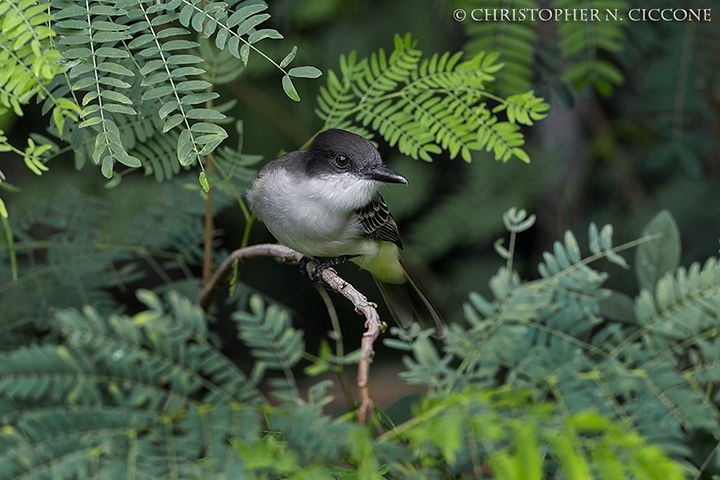 Loggerhead Kingbird