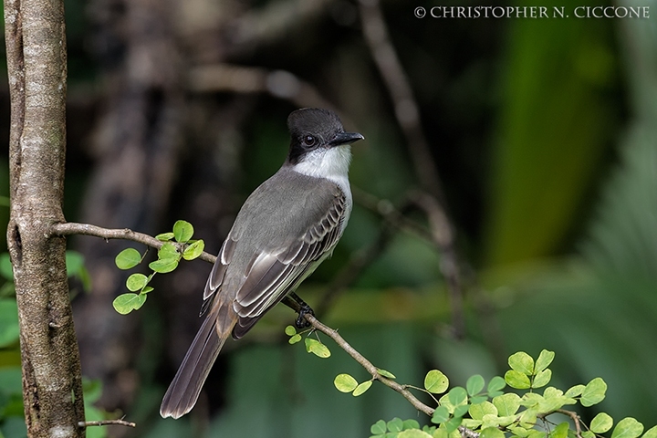 Loggerhead Kingbird