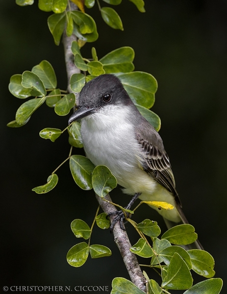 Loggerhead Kingbird