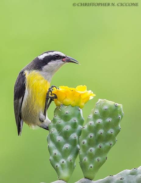 Bananaquit