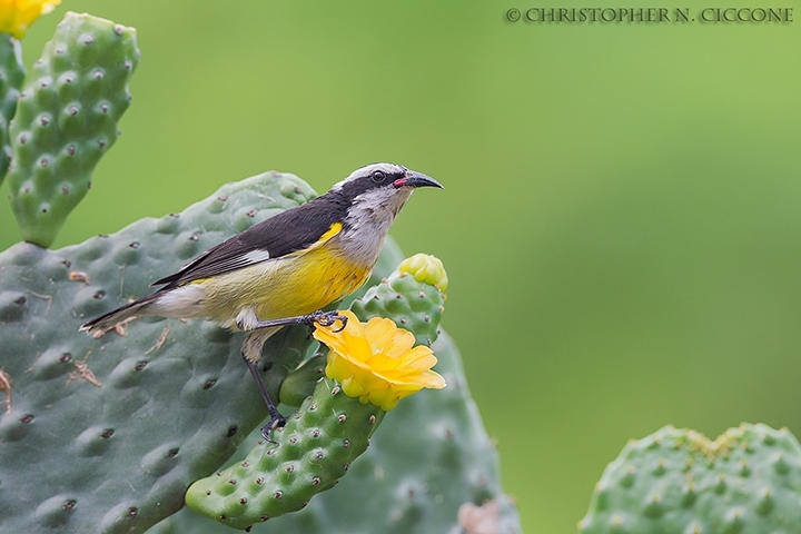 Bananaquit