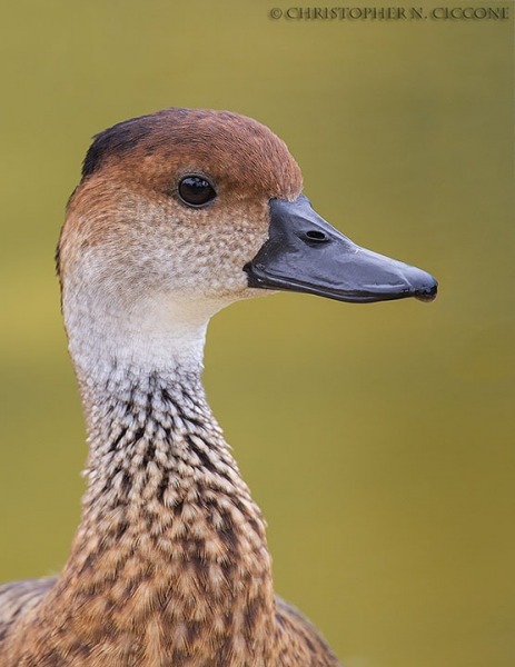 West Indian Whistling Duck