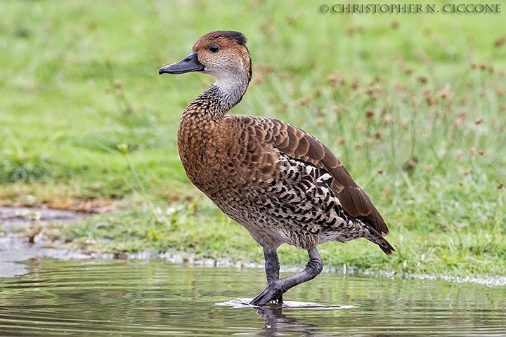 West Indian Whistling Duck