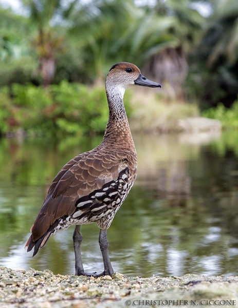 West Indian Whistling Duck