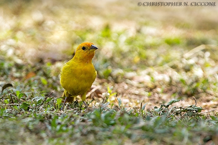 Saffron Finch