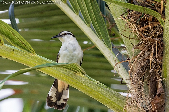 Bicolored Wren