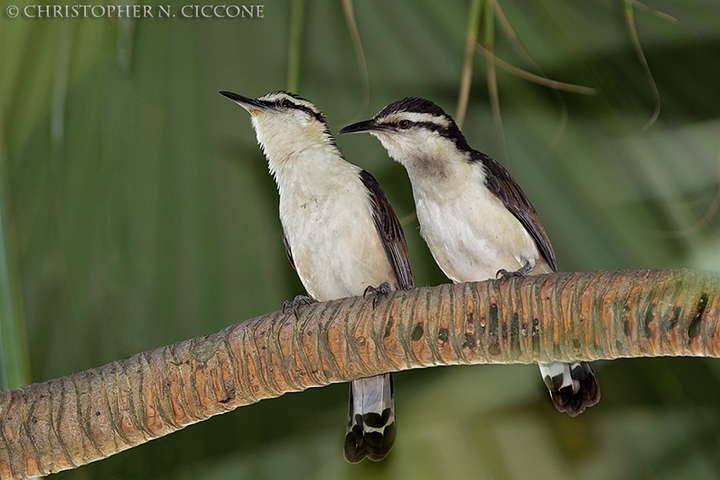 Bicolored Wren