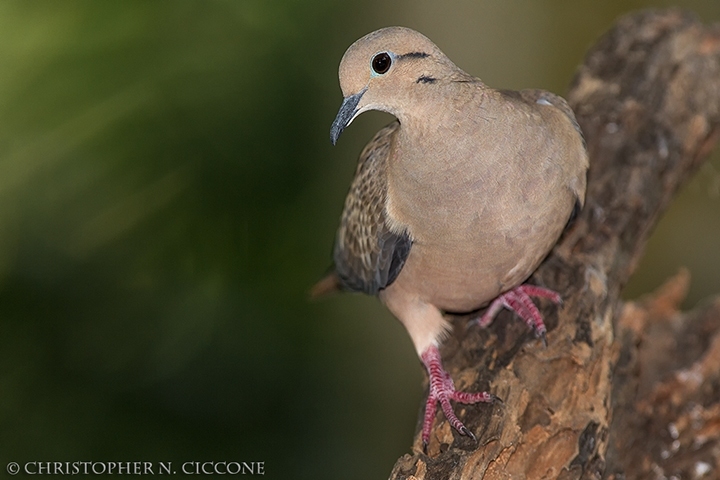 Eared Dove