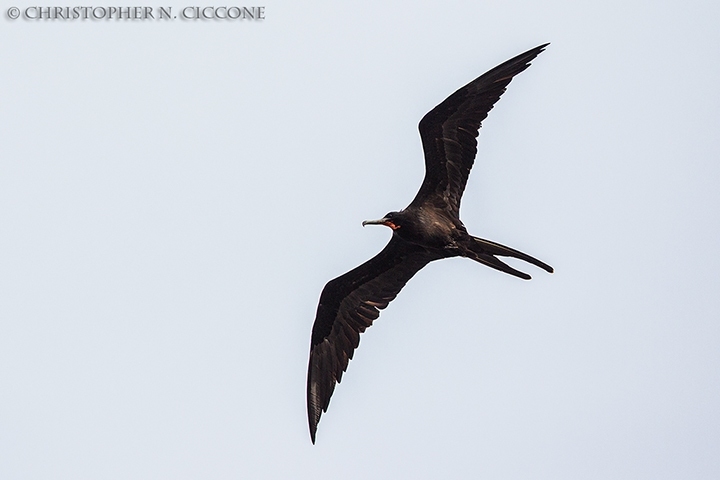 Magnificent Frigatebird