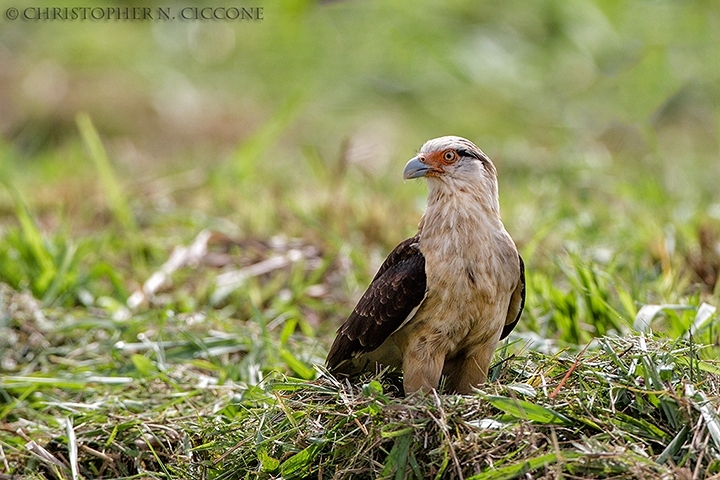 Yellow-headed Caracara